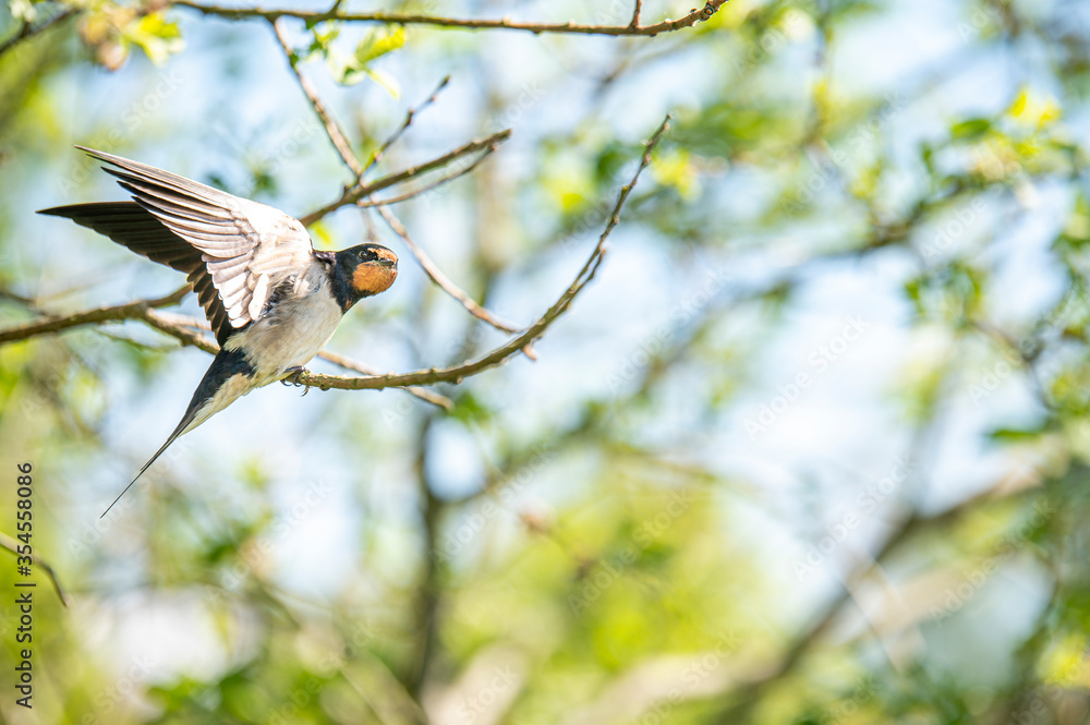 Young barn swallows on a warm and comfortable spring day in holland the netherlands. Barnswallow stretching its wings on a twig in the bush. Preparing for a new flight. An adventure catching some food Young barn swallows on a warm and comfortable spring day in holland the netherlands. Barnswallow stretching its wings on a twig in the bush. Preparing for a new flight. An adventure catching some food