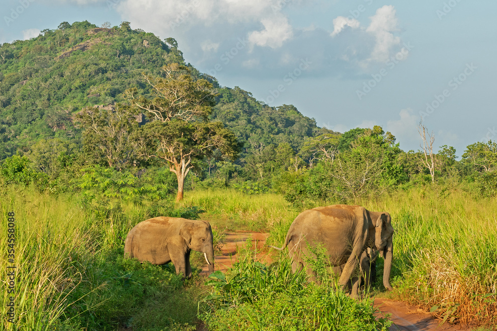 Obraz premium Elephants family wild animals in green jungle, Sri Lanka, Habarana National Park mountain landscape.
