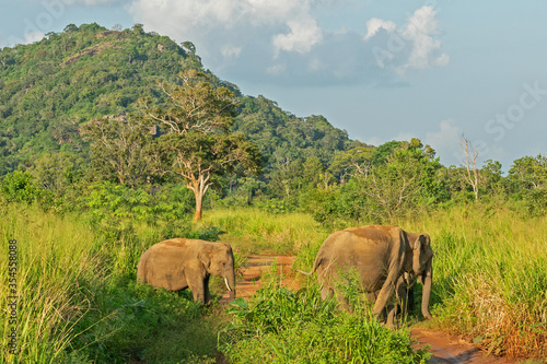 Elephants family wild animals in green jungle  Sri Lanka  Habarana National Park mountain landscape.