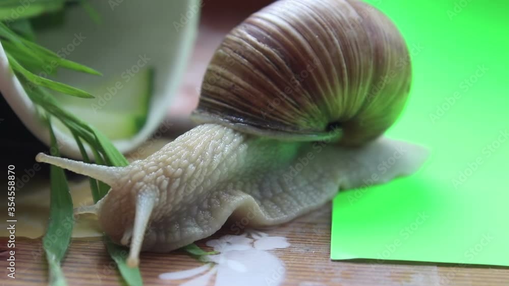 Close-up snail eating grass. Garden snail eats fresh vegetables. Close-up snail eating grass. Garden snail eats fresh vegetables.