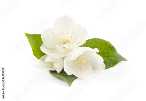 Jasmine flowers isolated on white background