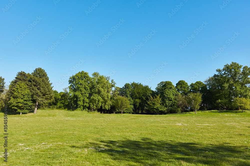 Grüne Wiese im Park mit Bäumen vor einem blauen Himmel