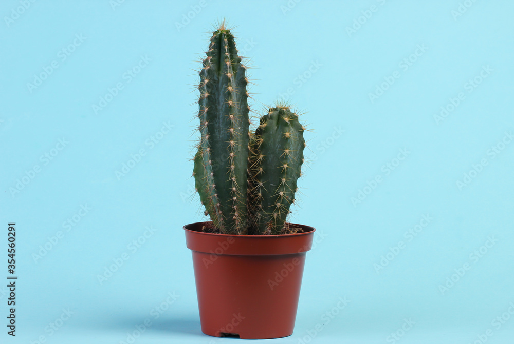 Cactus in pot on a blue studio background. Minimalism Cactus in pot on a blue studio background. Minimalism