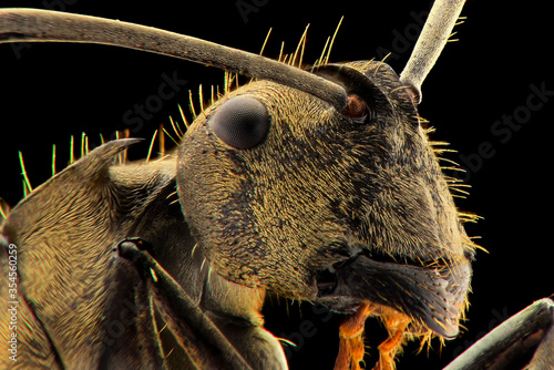 Ants face Extreme close up 