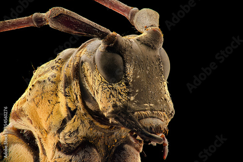 Longhorn  Beetle Extreme