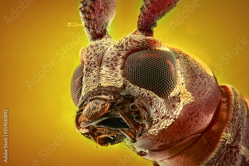 Longhorn beetle extreme close up