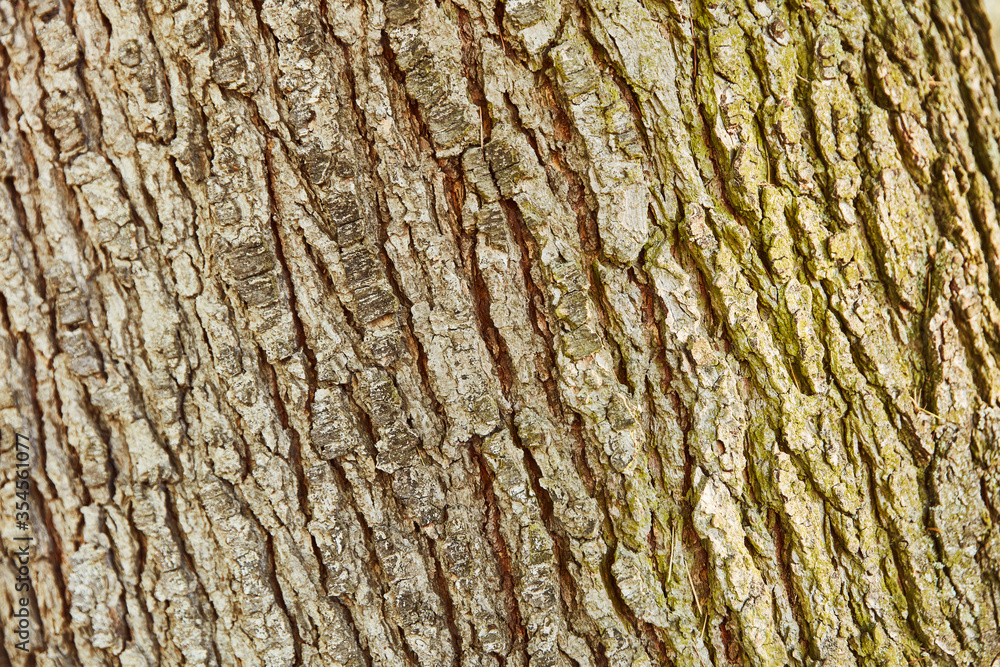 Warum Fällt Rinde Vom Baum , Bäume in Bochum werfen ihre Rinde ab – WISU