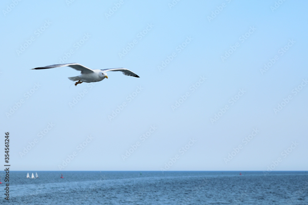 Single seagull in flight at Alexandroupolis, Greece, Aegean sea Single seagull in flight at Alexandroupolis, Greece, Aegean sea