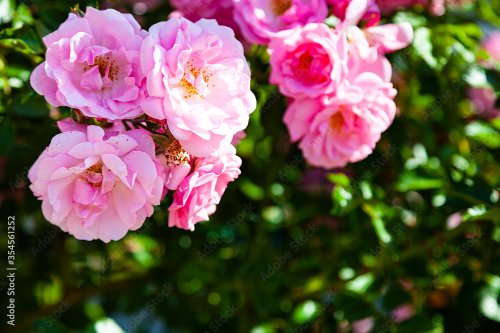 Pink climbing rose closeup. Pink climbing rose closeup.