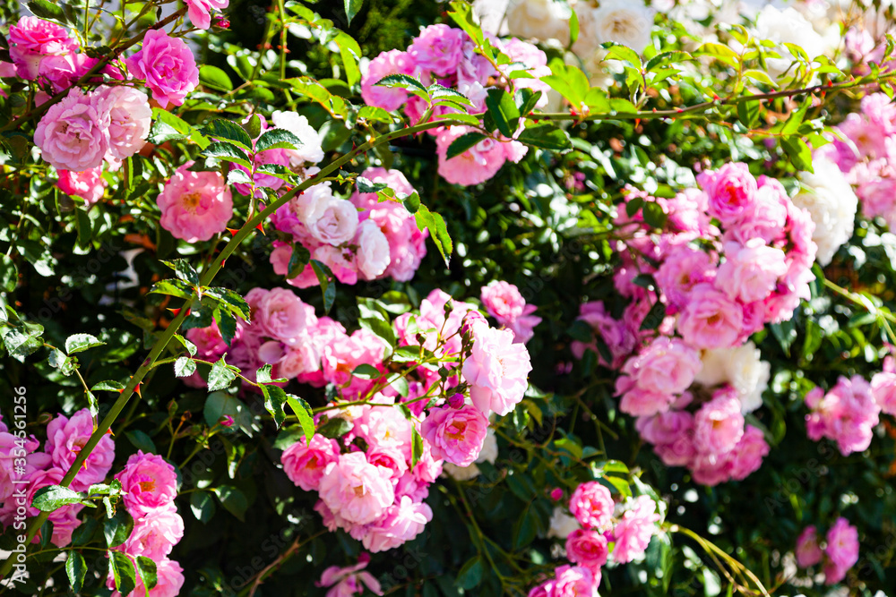 Pink climbing rose closeup. Pink climbing rose closeup.