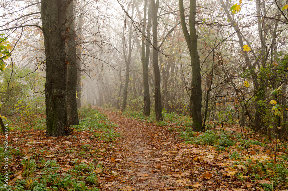 Fantastic Mysterious Foggy Morning in the Autumnal Forest. Moody Background with Colorful Trees.