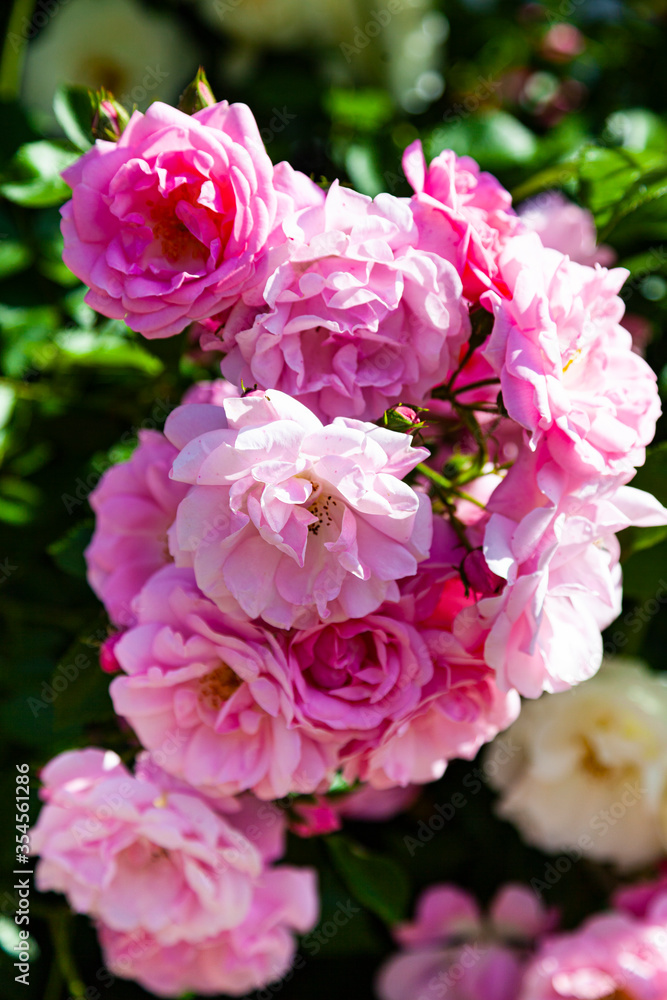 Pink climbing rose closeup.