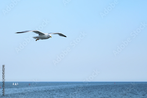 Single seagull in flight at Alexandroupolis, Greece, Aegean sea