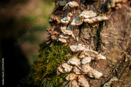Fungus and moss on stump