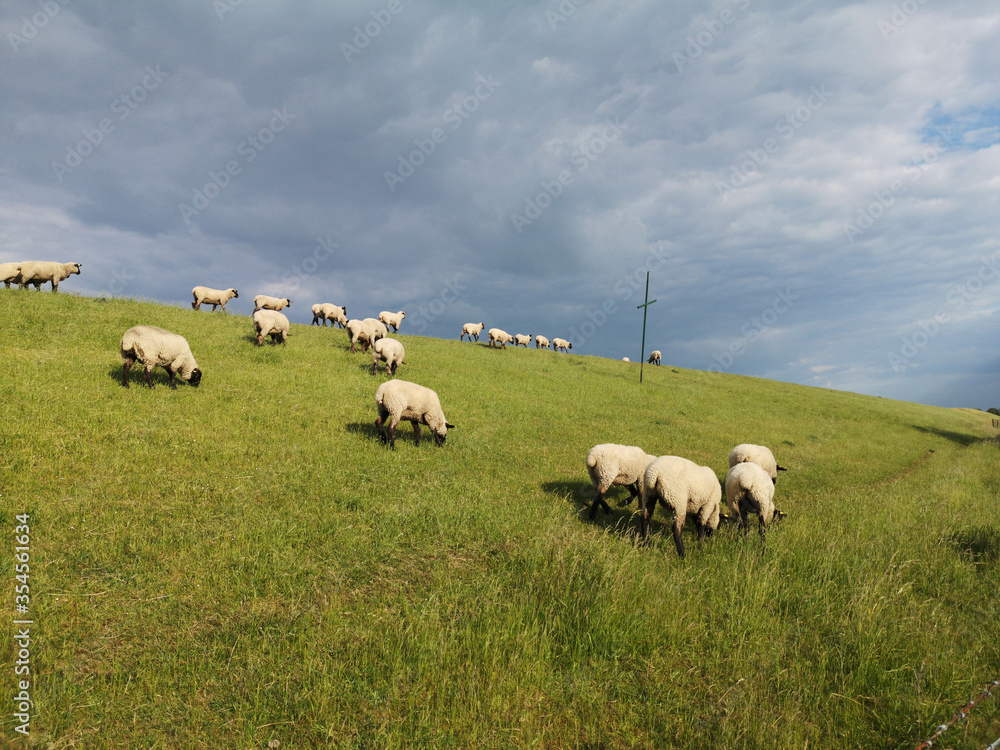 Obraz premium sheep on the dike close to Varel sluice