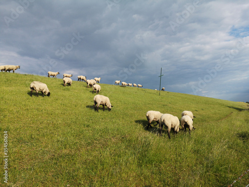 sheep on the dike close to Varel sluice
