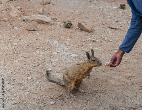 Rabbit animal in Bolivia. Viscacha breed. Cute, furry, brown bunny, with ears and long tail. Found in Salar de Uyuni, South America. Looks like a squirrel. Wildlife, holiday, vacation concepts. photo