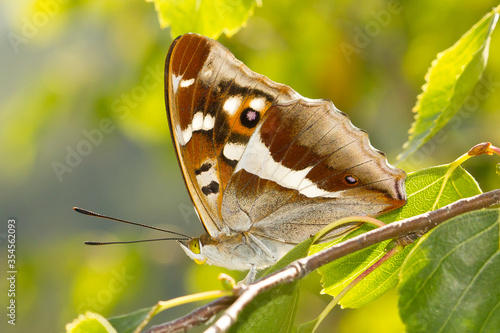 Apatura iris, mariposa con las alas cerradas sobre la rama. photo