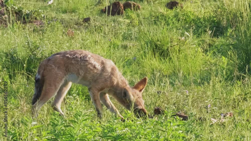 Black-backed Jackal On The Grassland Trying To Handle A Big Bone From A Dead Animal In Nxai Pan National Park, Botswana. - wide shot Black-backed Jackal On The Grassland Trying To Handle A Big Bone From A Dead Animal In Nxai Pan National Park, Botswana. - wide shot