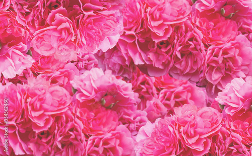 Pink roses. Background of blooming roses. garden of roses. Nature. © Alwih