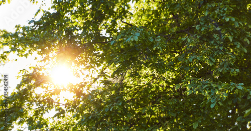 Sonne scheint durch Baum im Sommer als Nachhaltigkeit Konzept