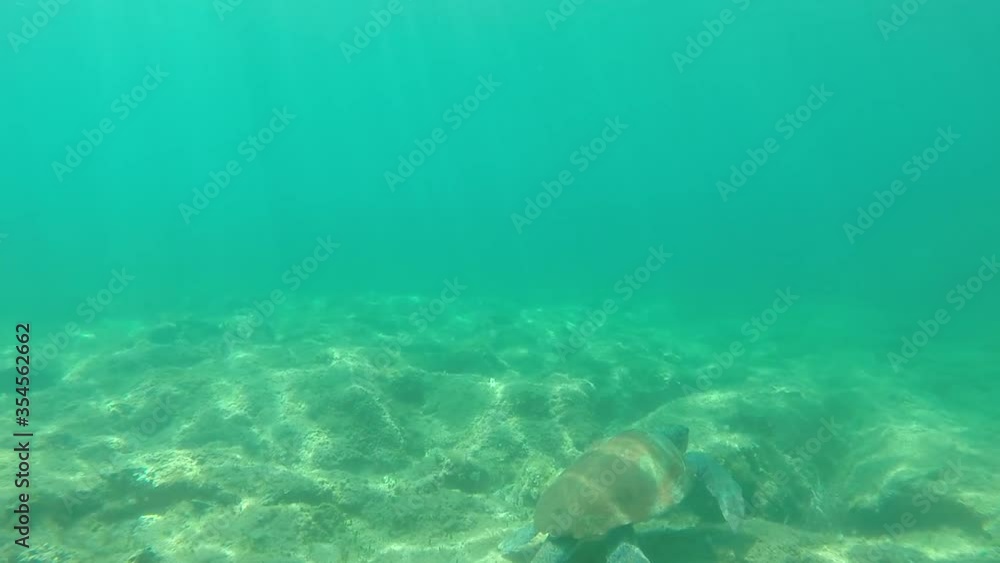 Underwater view of a Loggerhead sea turtle, also known as caretta caretta, as it swims in the Mediterranean sea. Underwater view of a Loggerhead sea turtle, also known as caretta caretta, as it swims in the Mediterranean sea.