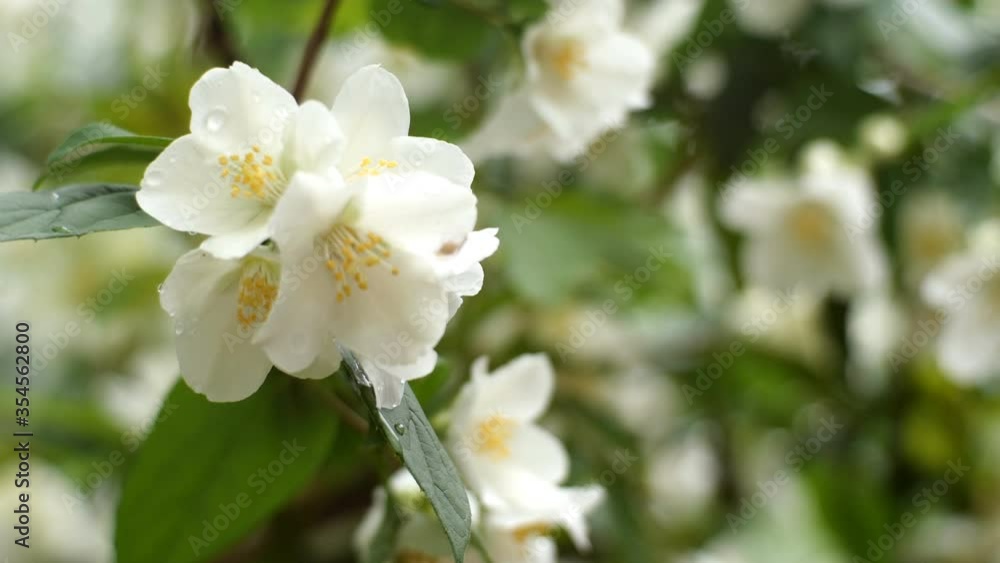 White flowers of jasmine or Jasminum officinale swing on bush in light wind in springtime. Close-up. White flowers of jasmine or Jasminum officinale swing on bush in light wind in springtime. Close-up.
