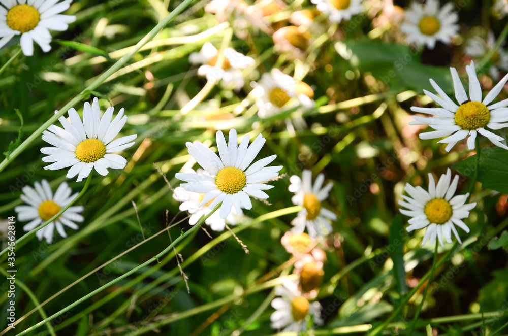 Wild camomiles on the nature Wild camomiles on the nature