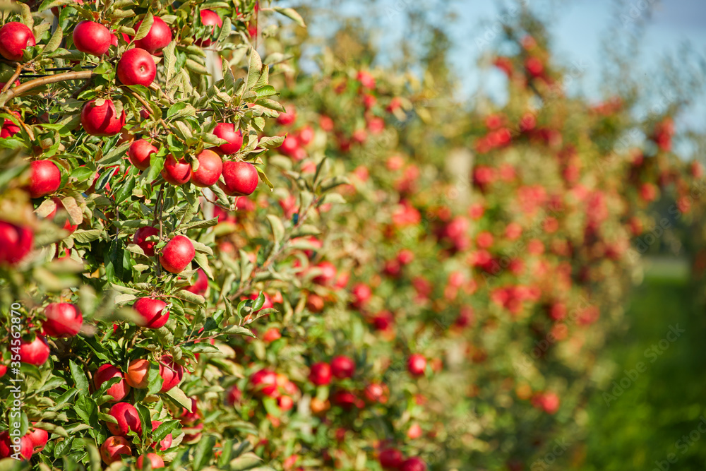 Juicy red apples hanging on the branch in the apple orchrad during autumn.