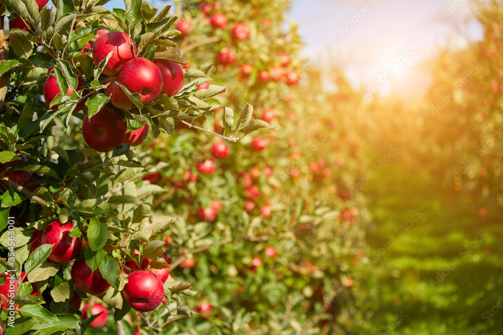Juicy red apples hanging on the branch in the apple orchrad during autumn. Juicy red apples hanging on the branch in the apple orchrad during autumn.