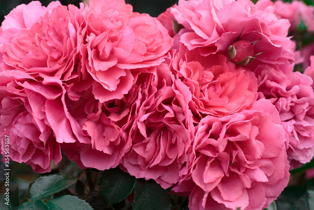 Pink roses. Background of blooming roses. garden of roses. Nature.