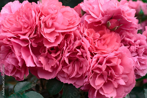 Pink roses. Background of blooming roses. garden of roses. Nature.