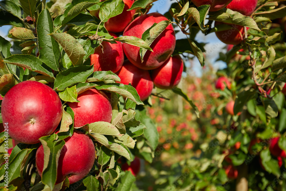 Juicy red apples hanging on the branch in the apple orchrad during ...