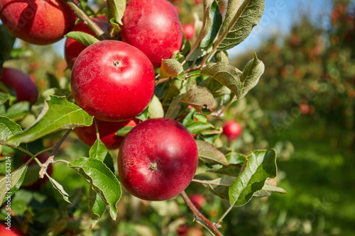 Photos Juicy red apples hanging on the branch in the apple orchrad during autumn
