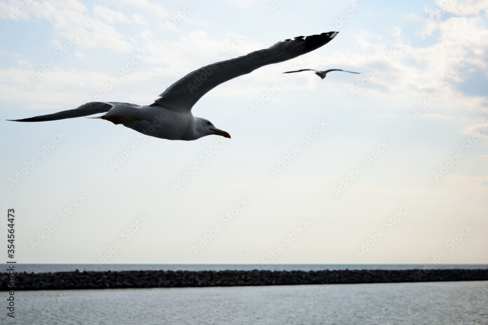 seagulls in flight on the sea. Alexandroupolis, Greece, Aegean sea