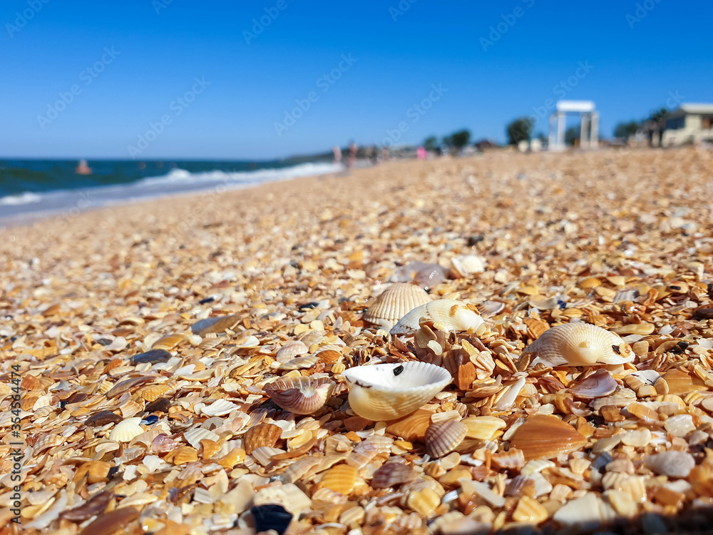 Obraz premium Pectinidae. A warm summer morning on the coast of the Azov sea, Krasnodar region.