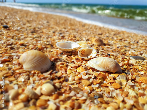 Pectinidae. A warm summer morning on the coast of the Azov sea, Krasnodar region. © Александра Распопина