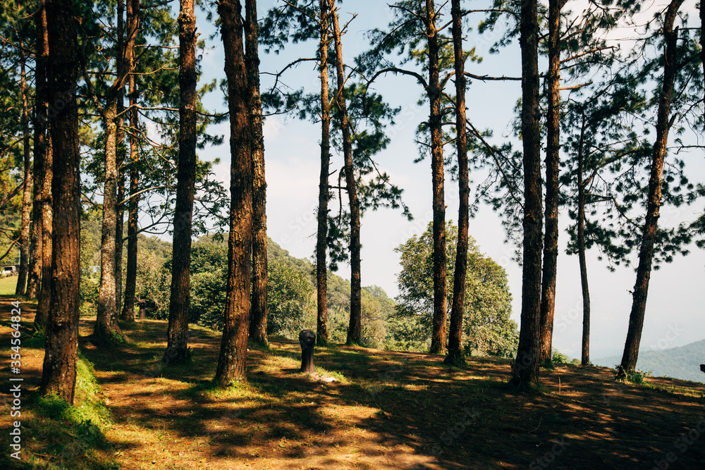Fototapeta premium daytime view of trees in forest
