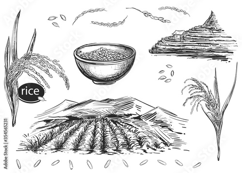 Detailed hand drawn black and white illustration set of rice grain, plant, field. sketch. Vector. Elements in graphic style menu, package. Traditional food in asian countries: Japan, Korea and China.