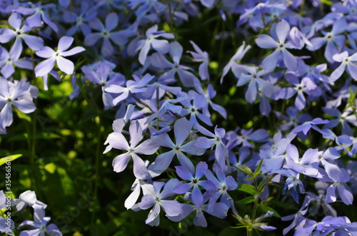 Tender blue Woodland phlox (Phlox divaricata) flowers close up photo