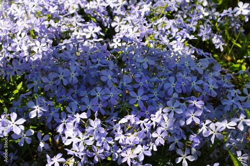 Tender blue Woodland phlox (Phlox divaricata) flowers close up photo