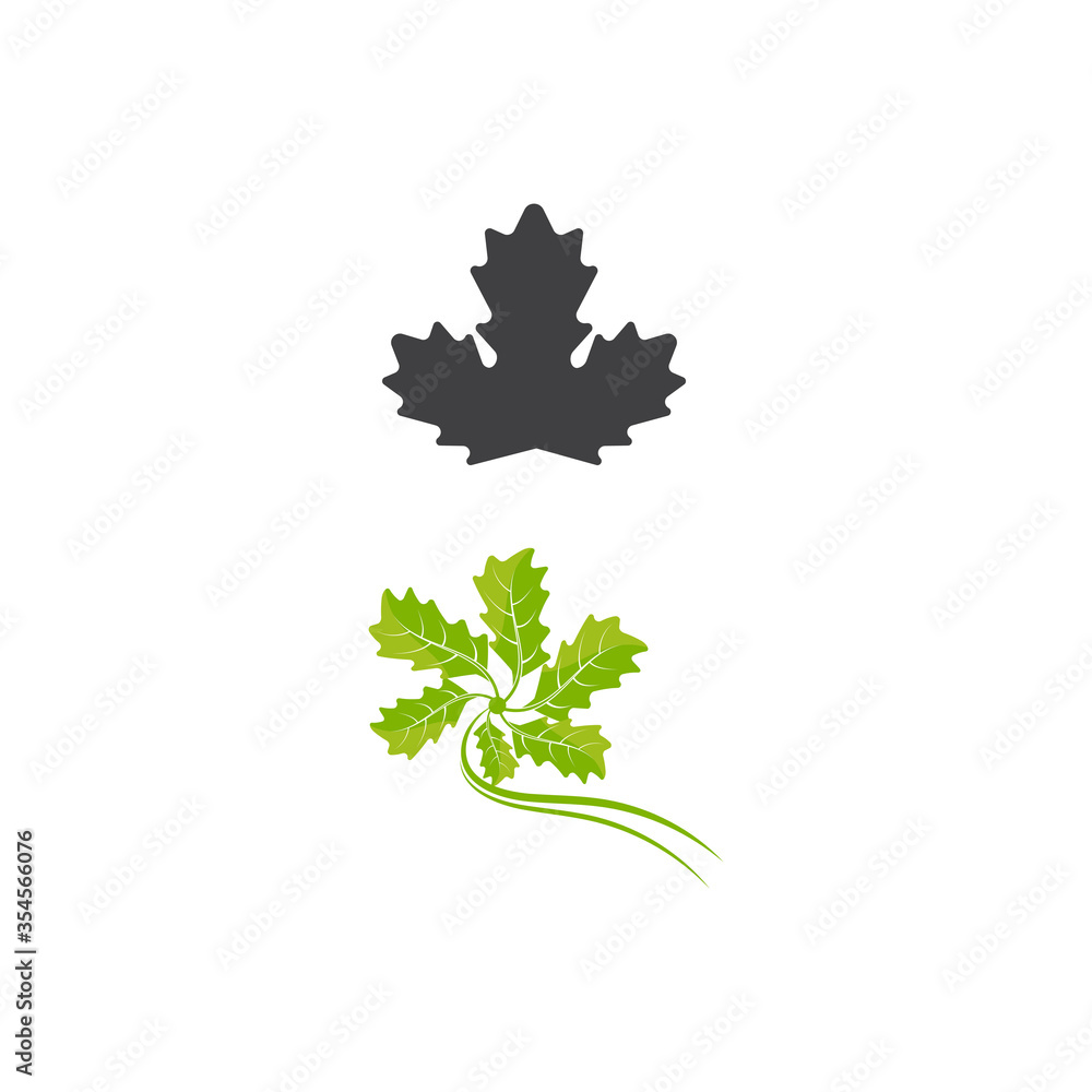 Obraz premium Maple leaf vector illustration