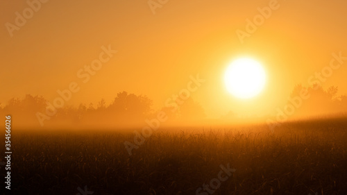 Fotografija Beautiful colorful misty dawn on a cornfield
