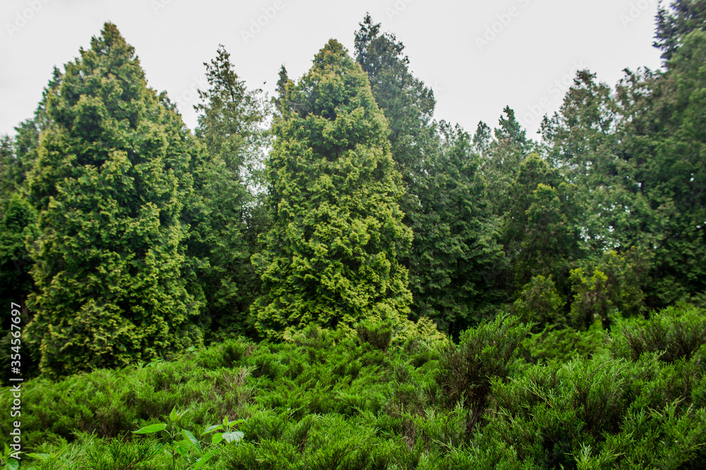 Green, coniferous botanical park in the city. Christmas trees on a background of gray sky. Evergreen trees. Dense forest with a juniper and Christmas trees. Quiet place. Green, coniferous botanical park in the city. Christmas trees on a background of gray sky. Evergreen trees. Dense forest with a juniper and Christmas trees. Quiet place.