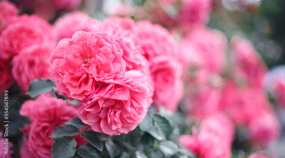 Pink roses. Background of blooming roses. garden of roses. Nature. Pink roses. Background of blooming roses. garden of roses. Nature.