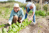 Mature woman gardener working at land with lettuce, man cultivate land