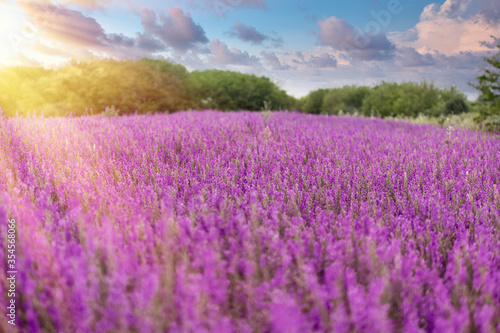 Selective and soft focus on purple flower  beautiful meadow landscape in late afternoon - dusk  beautiful nature in spring