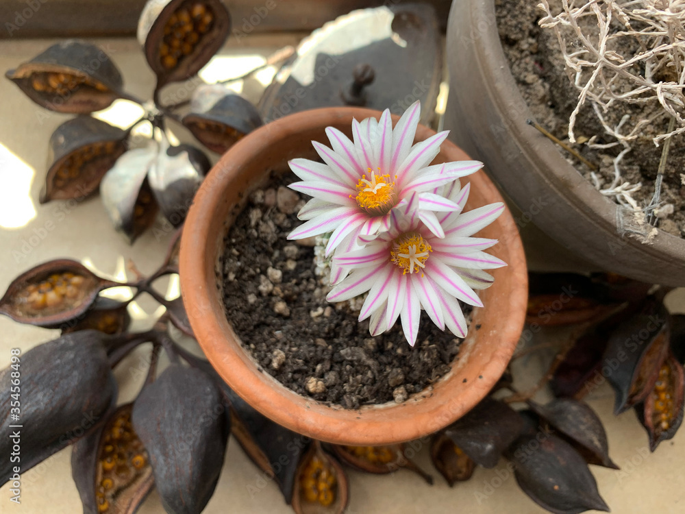 Beautiful blooming cactus in a clay pot on a windowsill Beautiful blooming cactus in a clay pot on a windowsill