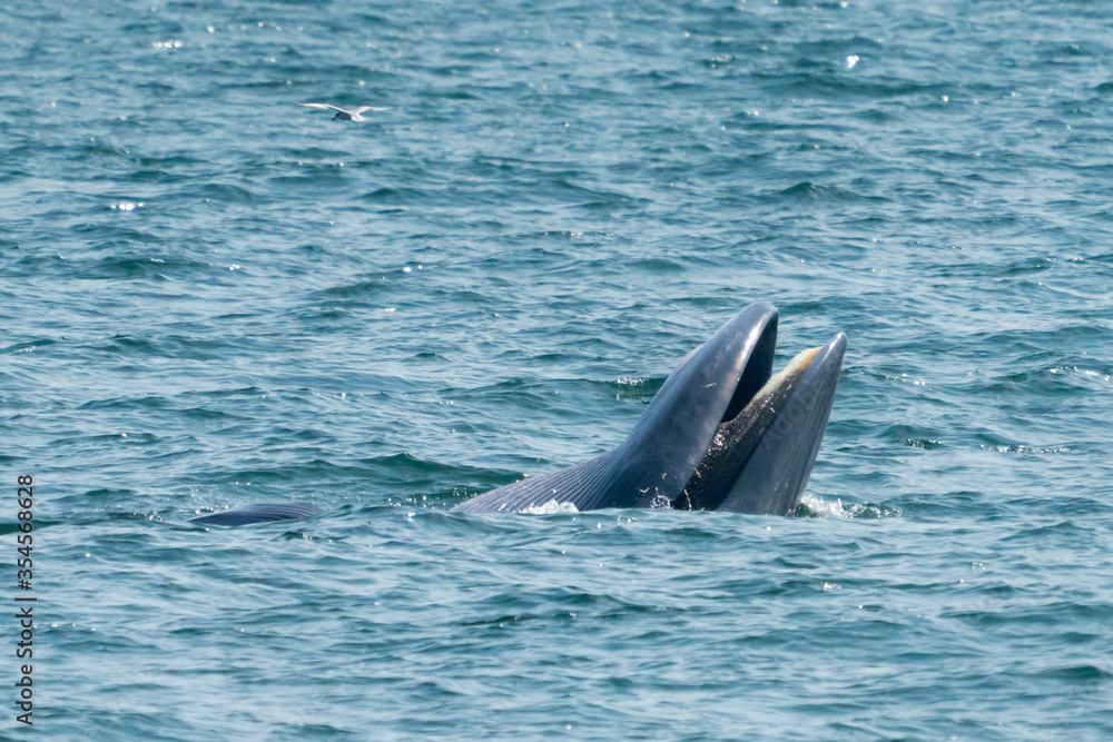 Fototapeta premium Bruda whales in the Gulf of Thailand