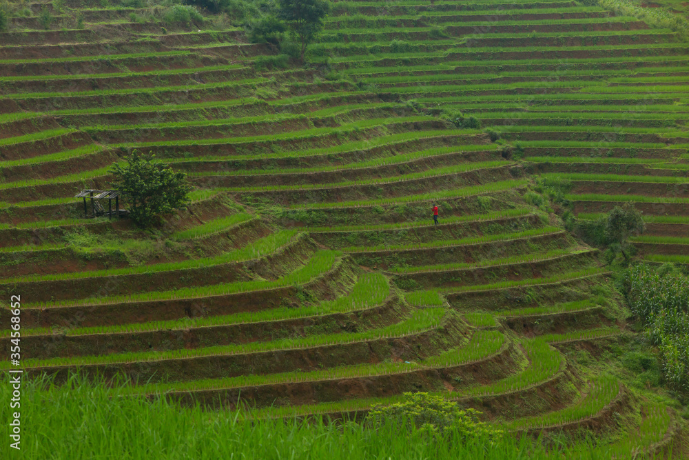 rice terraces in Chiang Mai Thailand